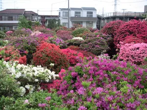 西沢つつじ園