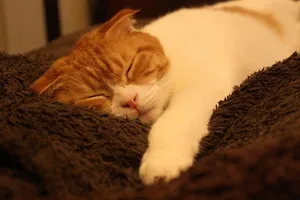 猫の居る休憩所299