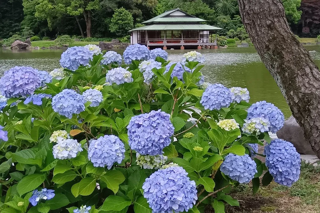 ▲清澄庭園で初夏に見ごろを迎えるアジサイ（画像提供：公益財団法人 東京都公園協会）
