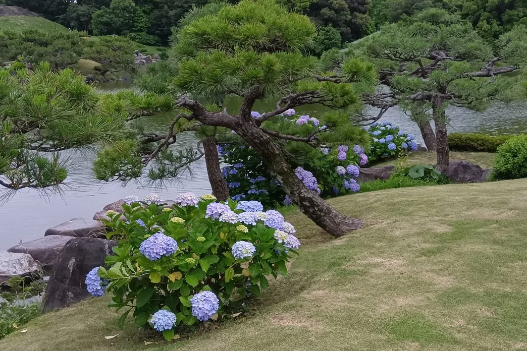▲清澄庭園で初夏に見ごろを迎えるアジサイ（画像提供：公益財団法人 東京都公園協会）