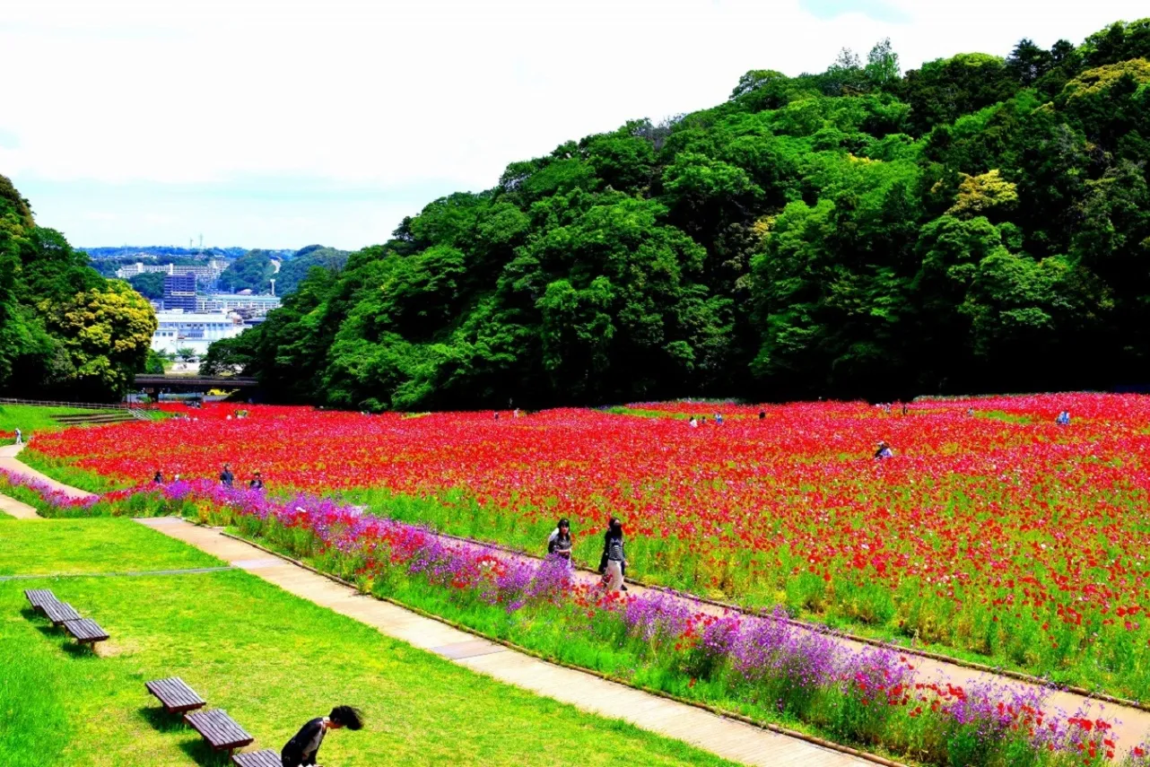 くりはま花の国_9