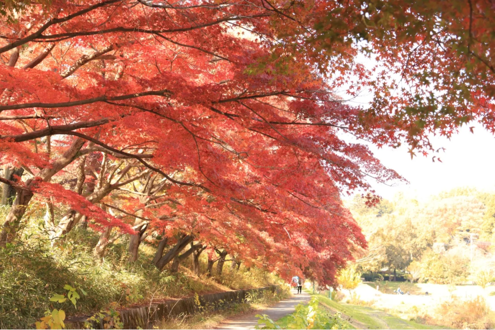 武蔵野公園_1