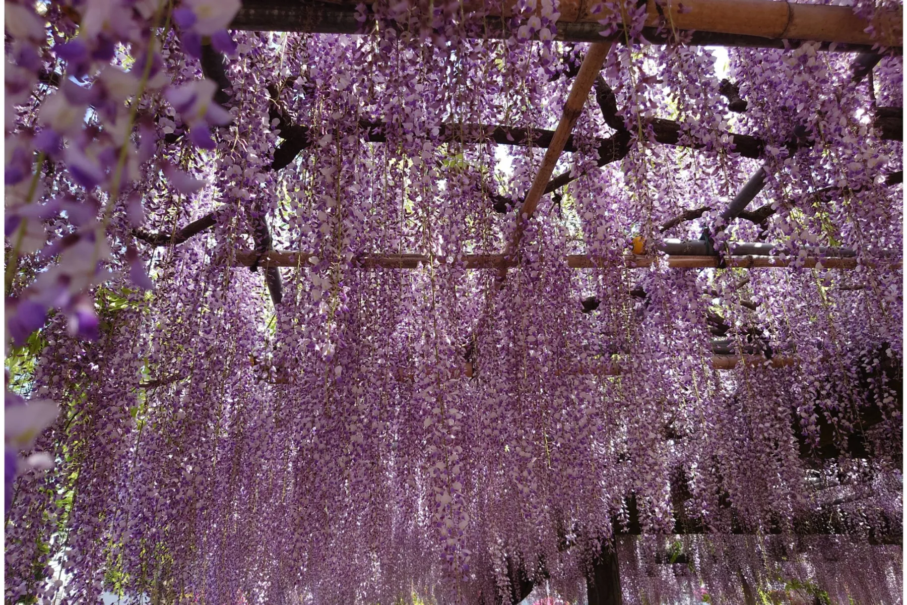 箭弓稲荷神社_7