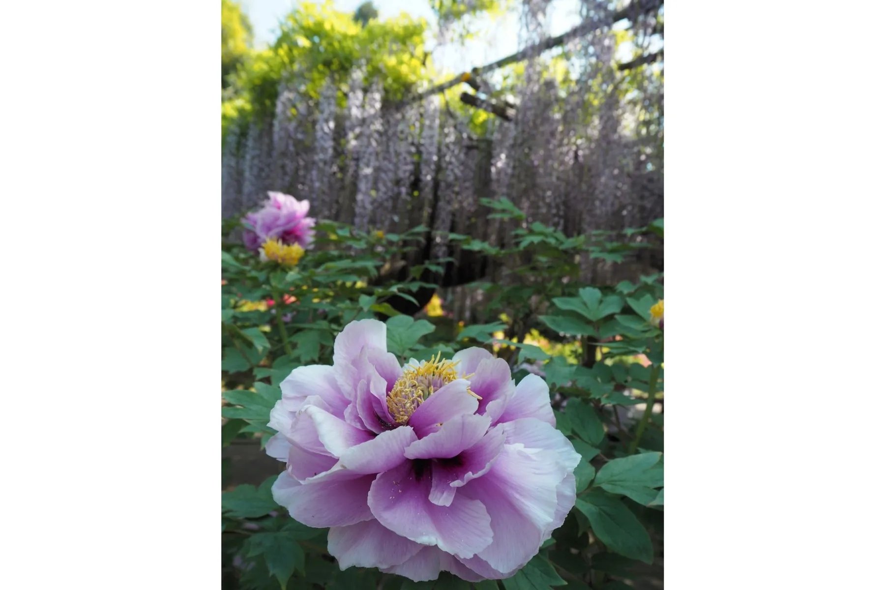 箭弓稲荷神社_6