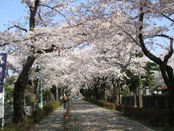 青山霊園