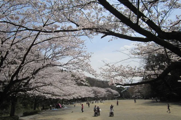 芹ヶ谷公園_2