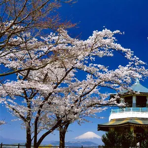 弘法山公園