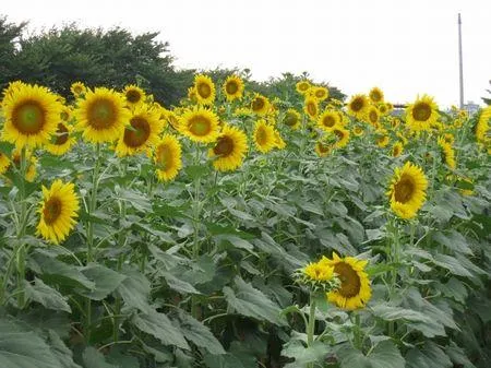 牛島古川公園（第2期）_1