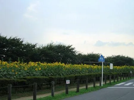 牛島古川公園（第2期）_2