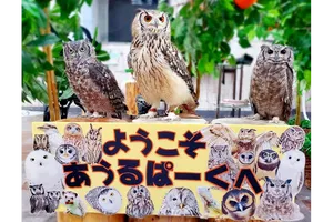 あうるぱーく　フクロウカフェ池袋