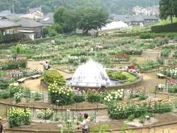 町田ダリア園