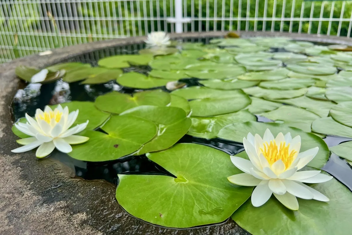東京富士美術館_9