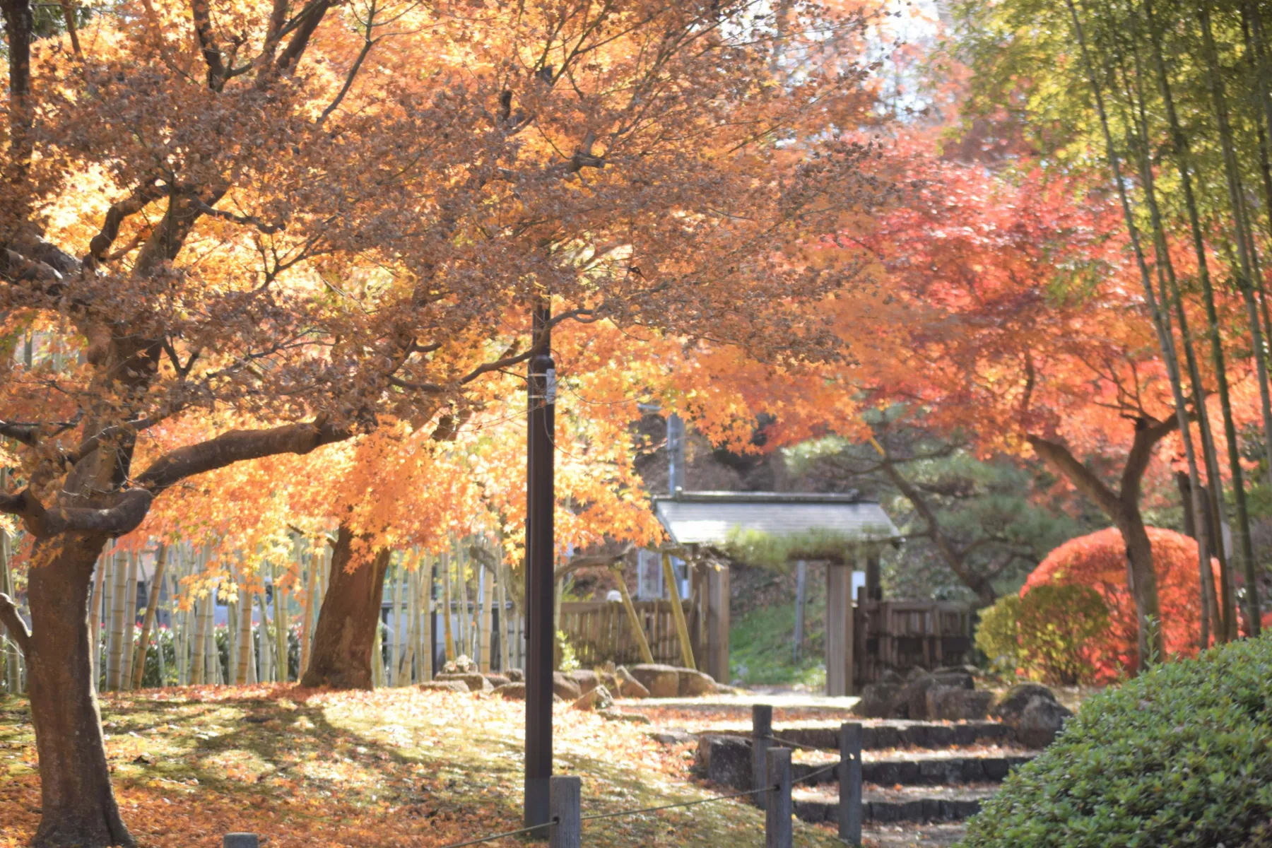 あけぼの山公園_3
