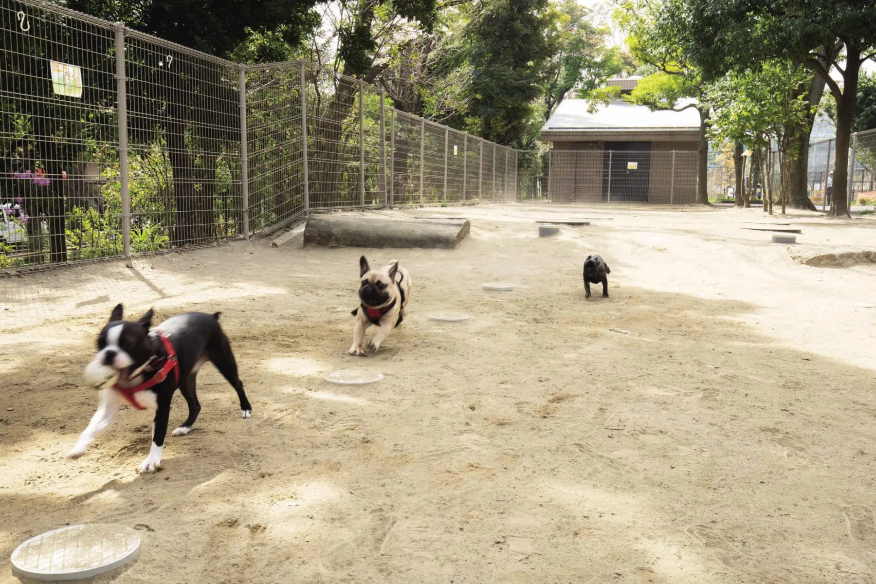 平和の森公園 草地広場_16