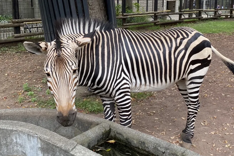 夢見ヶ崎動物公園_2