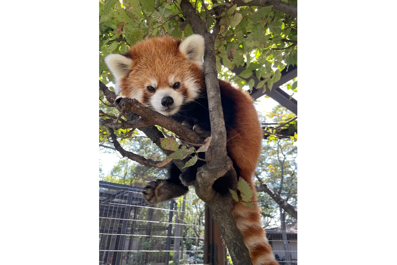 夢見ヶ崎動物公園_5