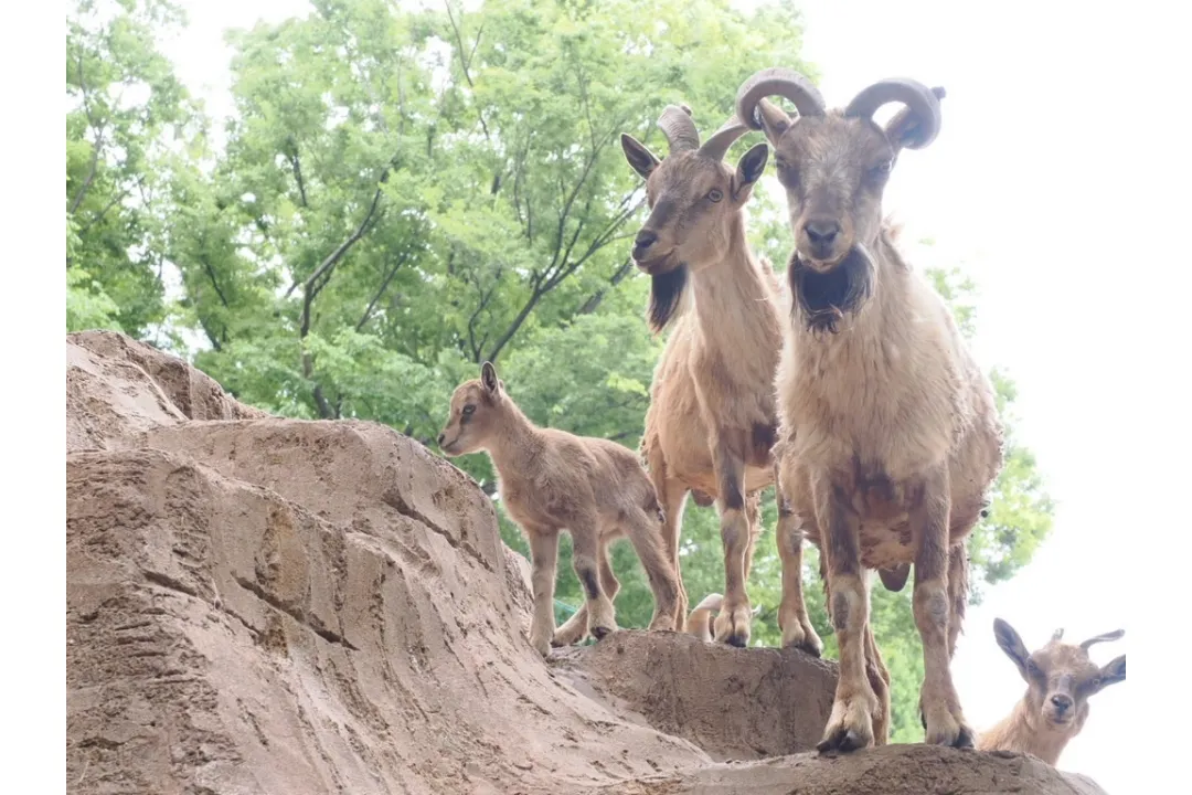 夢見ヶ崎動物公園_3