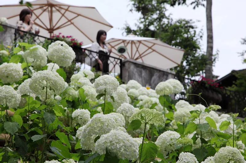 ▲あじさい庭園