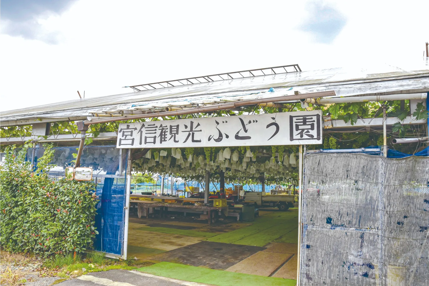 宮信観光ぶどう園_2