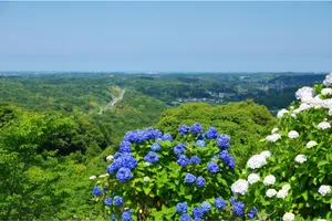 野見金公園