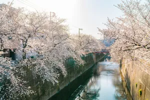 石神井川緑道