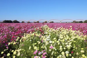 吹上コスモス畑(荒川河川敷)