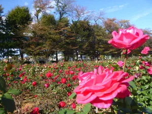 与野公園