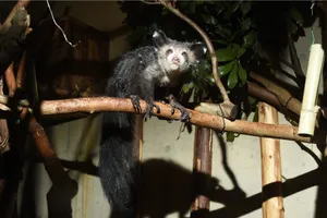 恩賜上野動物園
