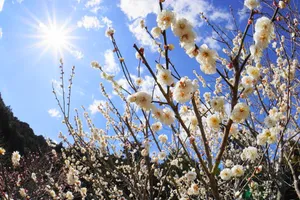 吉野梅郷 梅の公園