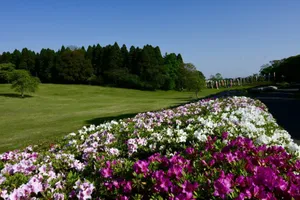 千葉市昭和の森