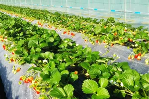 ストロベリーランド筑西