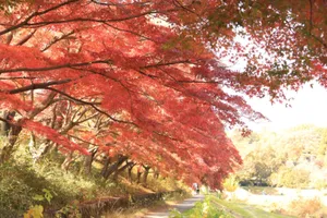 武蔵野公園