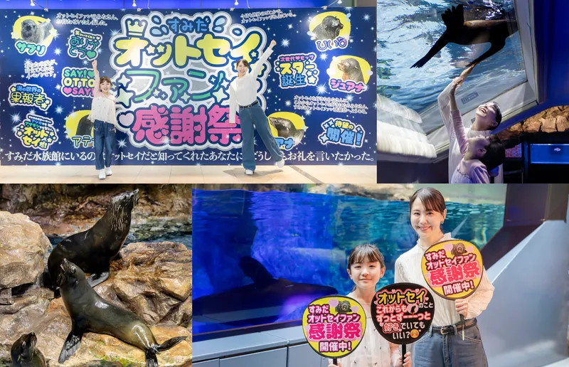 可愛いオットセイに会いに行こう！すみだ水族館で「すみだオットセイファン感謝祭」開催中